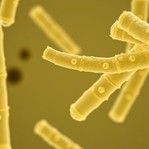 Listeria